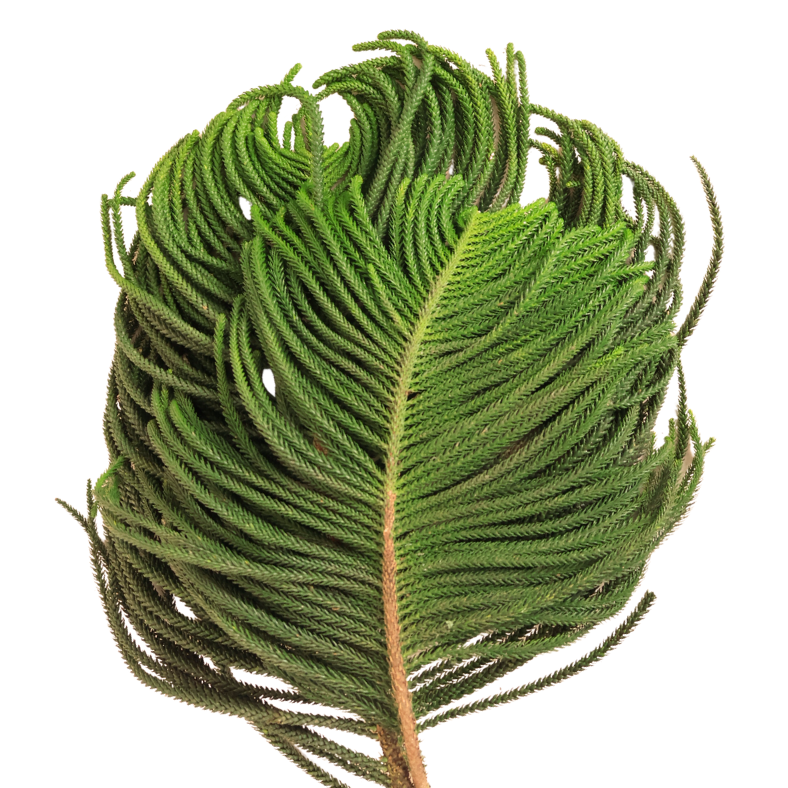 Norfolk Island Pine (Taiwan)