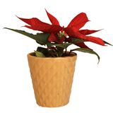 Mini Poinsettia in Festive Pot - Assorted