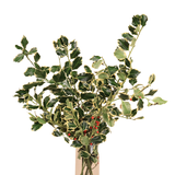 Holly Variegated Berry (Ilex Aquifolium)