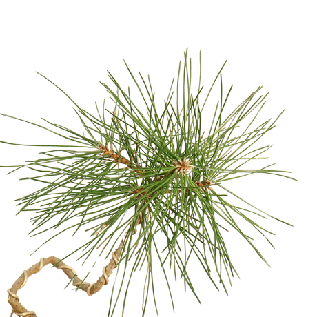 Pinus Thunbergii (Black Pine)