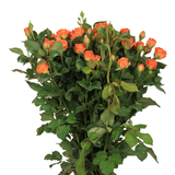 Rose Spray (Malaysia)