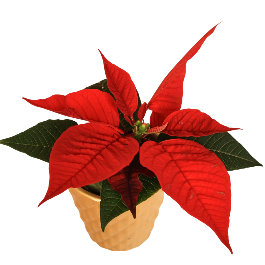 Mini Poinsettia in Festive Pot - Assorted