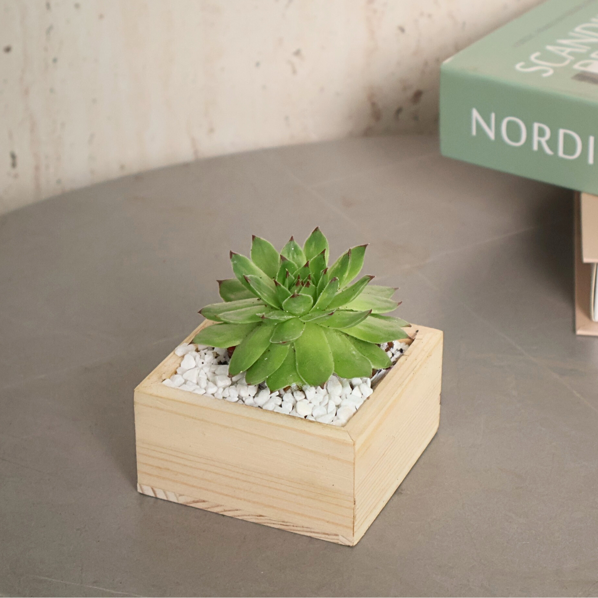 Succulent plant in flowerpot on hardwood plank.