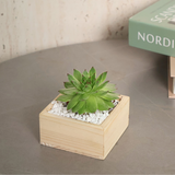 Succulent plant in flowerpot on hardwood plank.