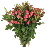 Rose Spray (Malaysia)