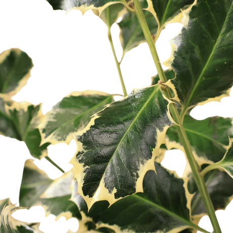 Holly Variegated Berry (Ilex Aquifolium)