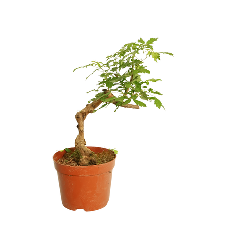 Bonsai plant in flowerpot with geraniums.