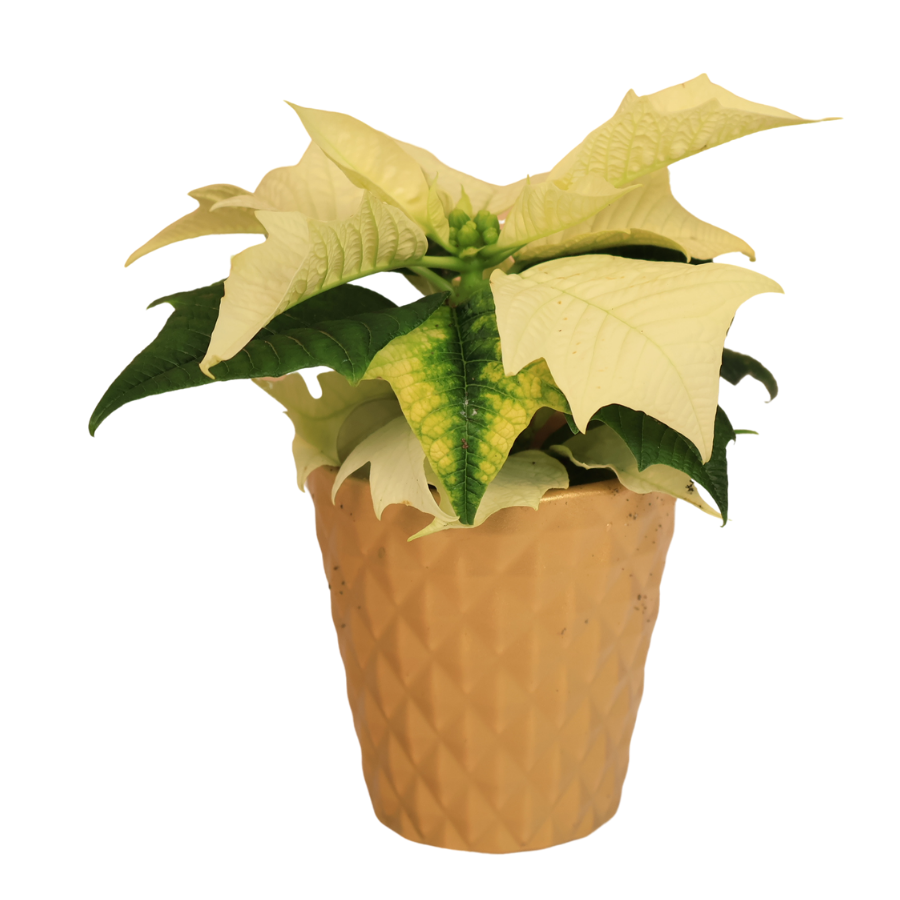 Mini Poinsettia in Festive Pot - Assorted