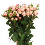 Rose Spray (Malaysia)