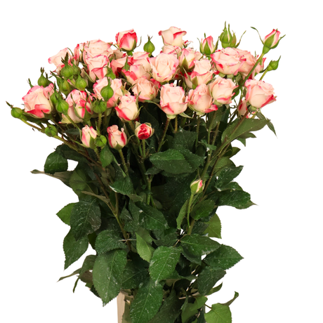 Rose Spray (Malaysia)