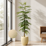 Everfresh Tree in Ceramic Pot (160cm)