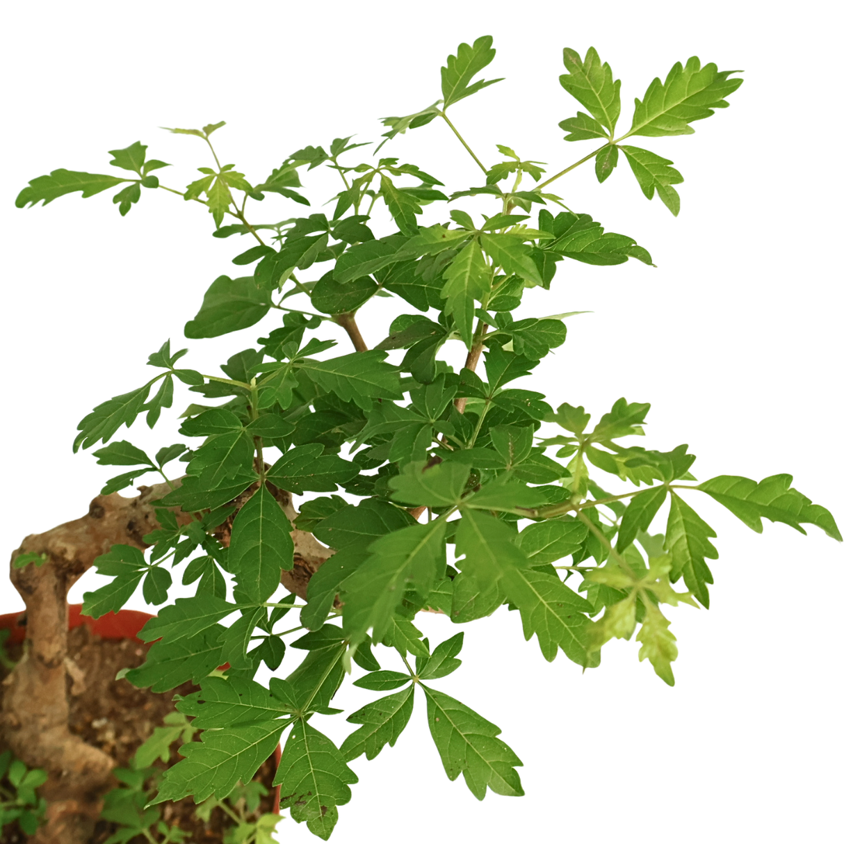 Vitex Negundo Plant (黄荆)