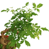 Vitex Negundo Plant (黄荆)