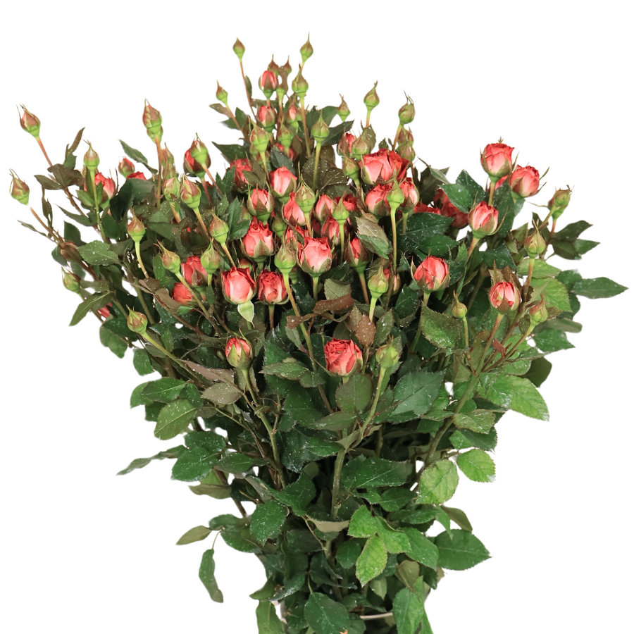 Rose Spray (Malaysia)