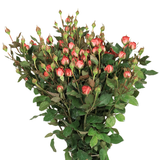 Rose Spray (Malaysia)