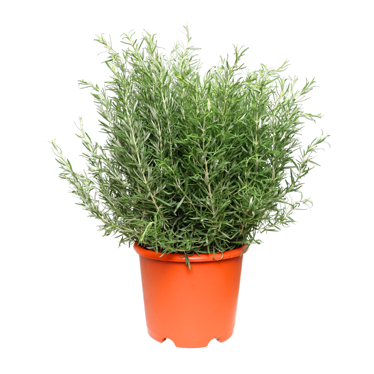 Rosemary Herbs Plant - L