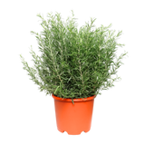 Rosemary Herbs Plant - L