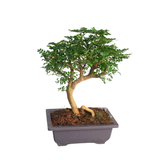 Bonsai tree in flowerpot.