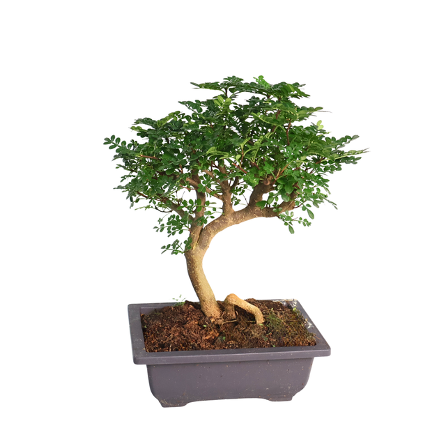Bonsai tree in flowerpot.