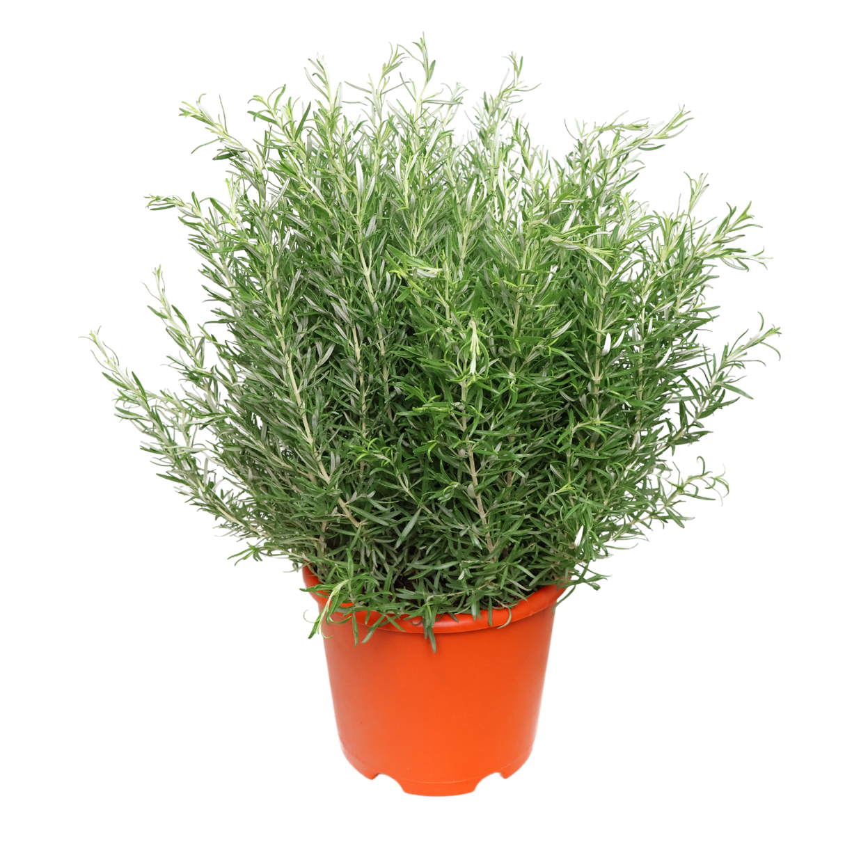 Rosemary Herbs Plant - L