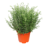 Rosemary Herbs Plant - L