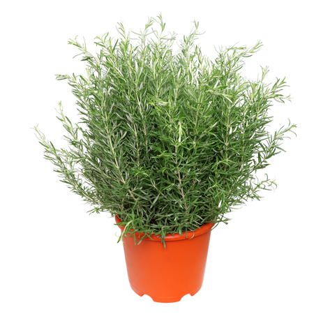 Rosemary Herbs Plant - L