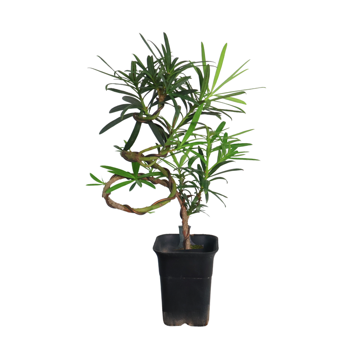 Podocarpus (Yew Plum Pine)
