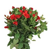 Rose Spray (Malaysia)