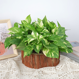 Leafy Cascade (Money Plant)