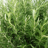 Rosemary Herbs Plant - L