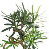 Podocarpus (Yew Plum Pine)