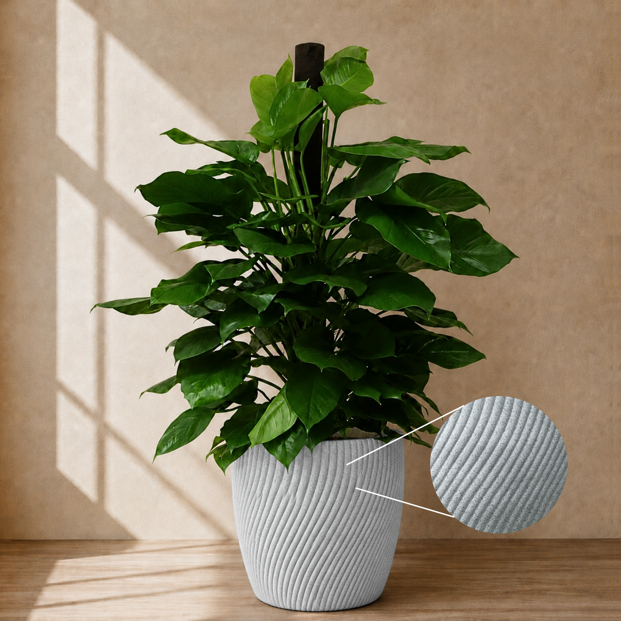 Money Plant (Golden Pothos) in Ceramic Pot (140cm)