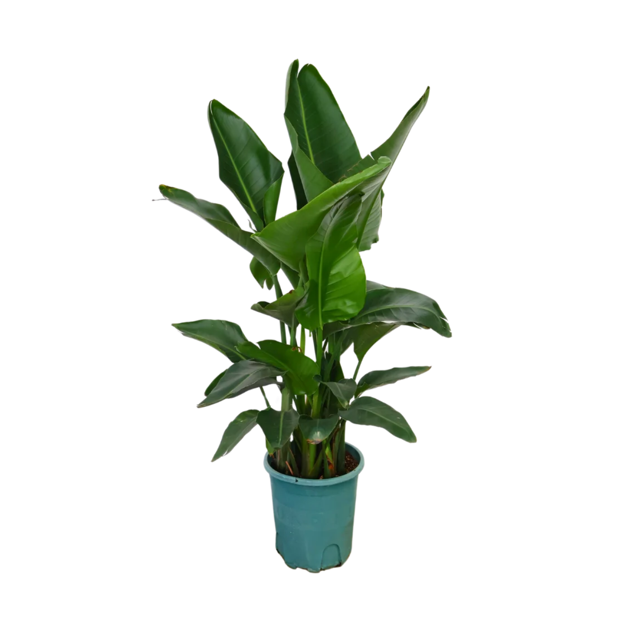 Bird of Paradise Plant
