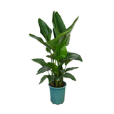 Bird of Paradise Plant