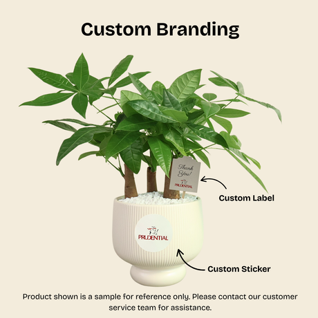 Pilea Involucrata in Ceramic Pot - Corporate Gifts