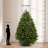Nordmann Fir Christmas Tree 10-11FT (USA No.1 Grade)