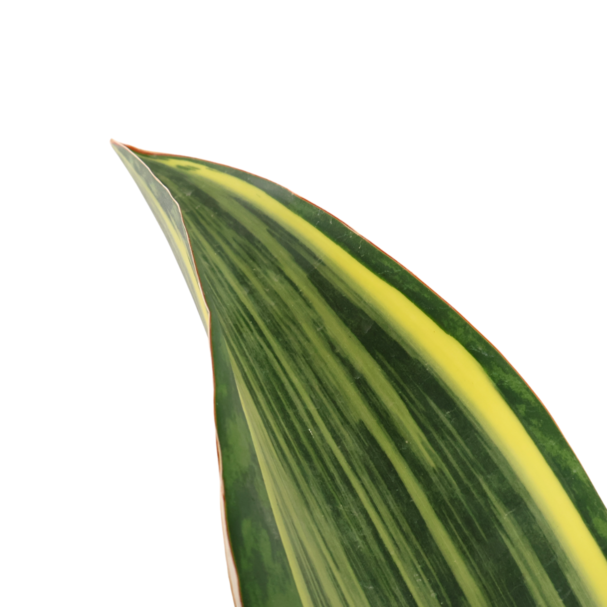 Dracaena Masoniana (Whale Fin Plant)