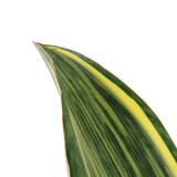 Dracaena Masoniana (Whale Fin Plant)