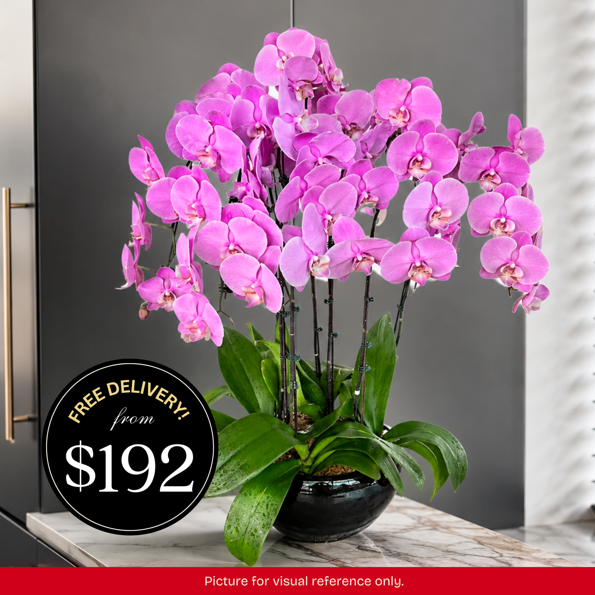 Orchid Phalaenopsis - 6 in 1 Pot