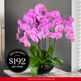 Orchid Phalaenopsis - 6 in 1 Pot