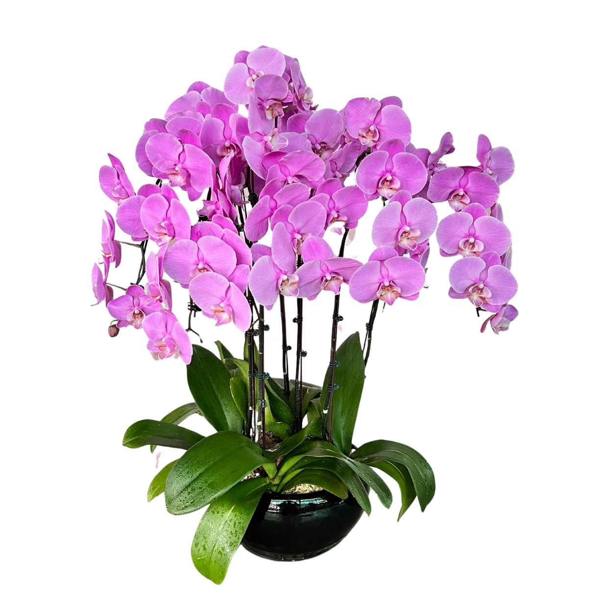 Classic (6 Single Stem) - Orchid Phalaenopsis