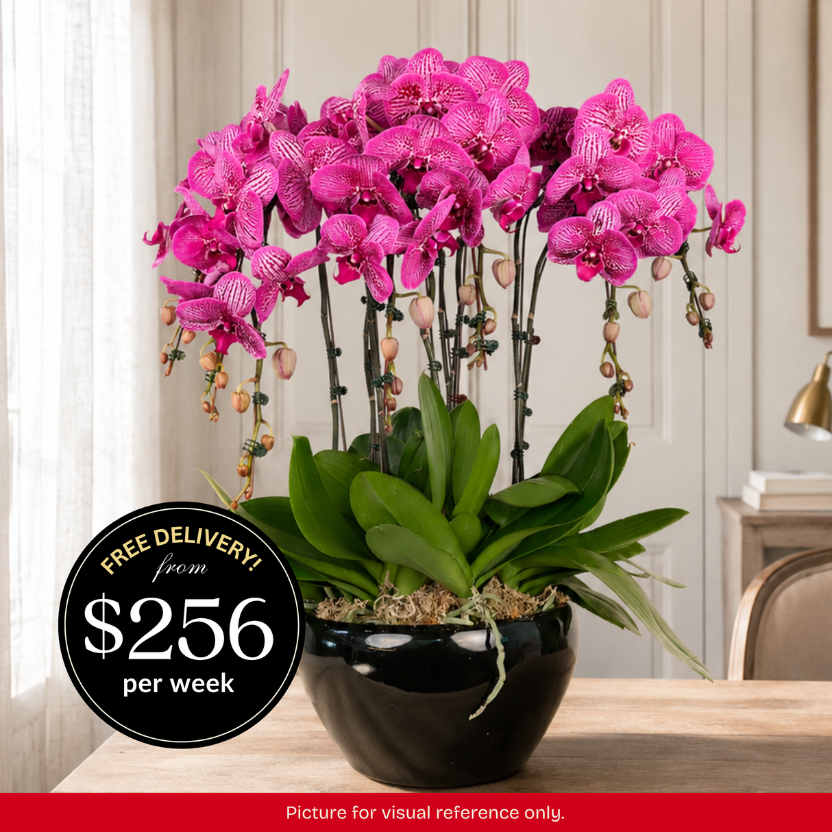 Orchid Phalaenopsis - 8 in 1 Pot
