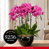 Orchid Phalaenopsis - 8 in 1 Pot