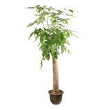 Pachira Aquatica (Money Tree 发财树)