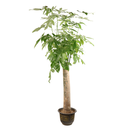Pachira Aquatica (Money Tree 发财树)
