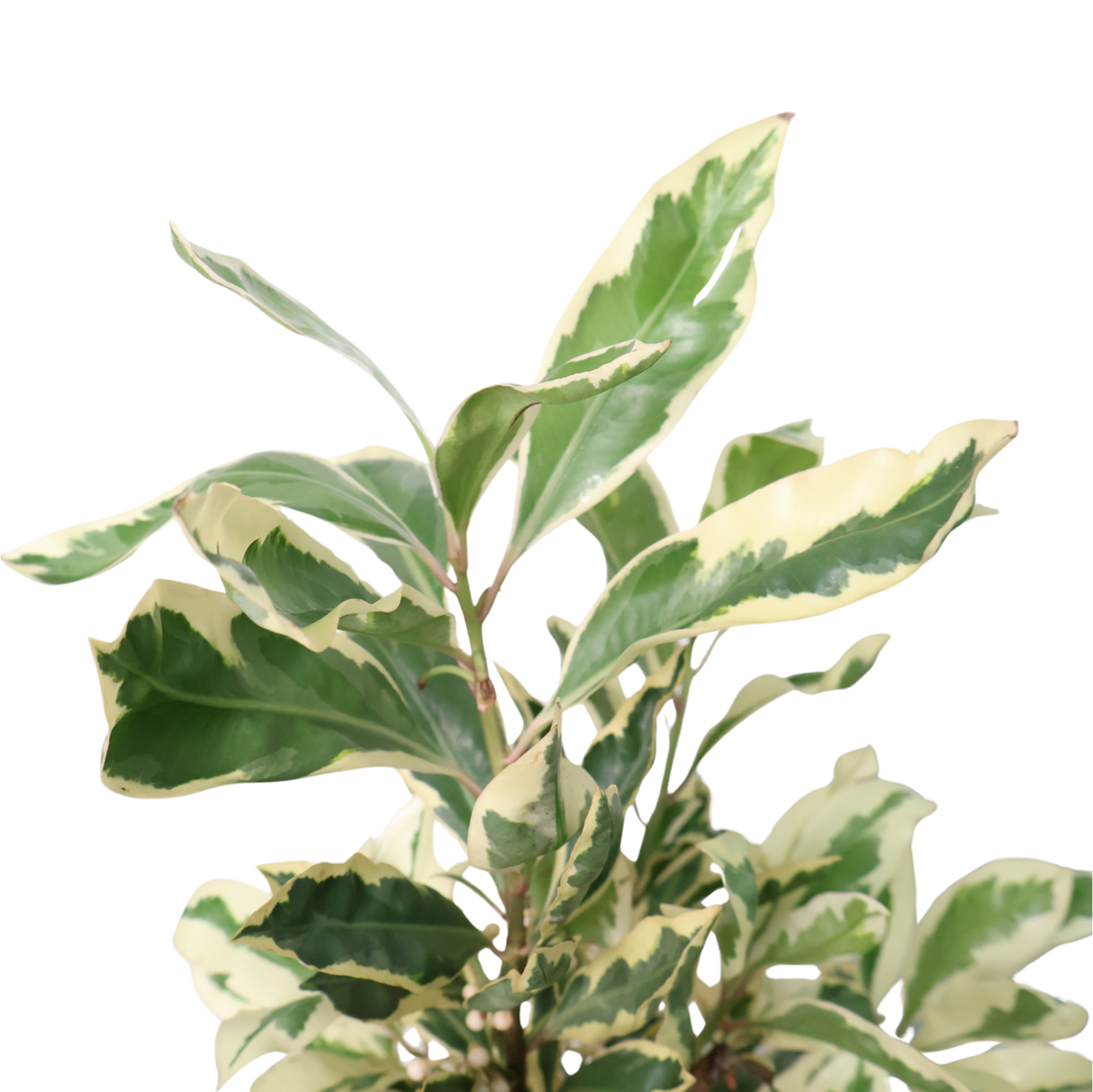 Ardisia Polycephala