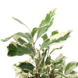 Ardisia Polycephala