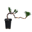 Bonsai Ponderosa pine in flowerpot.