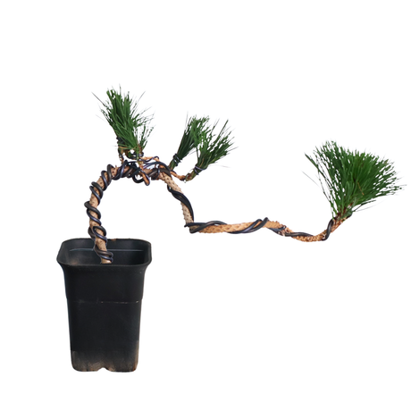 Bonsai Ponderosa pine in flowerpot.
