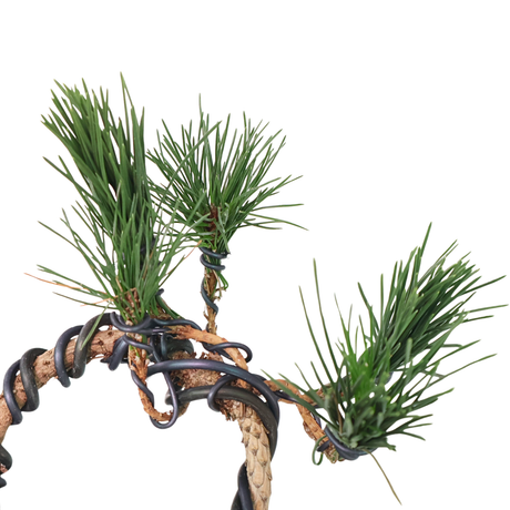 Pinus Thunbergii (Black Pine)